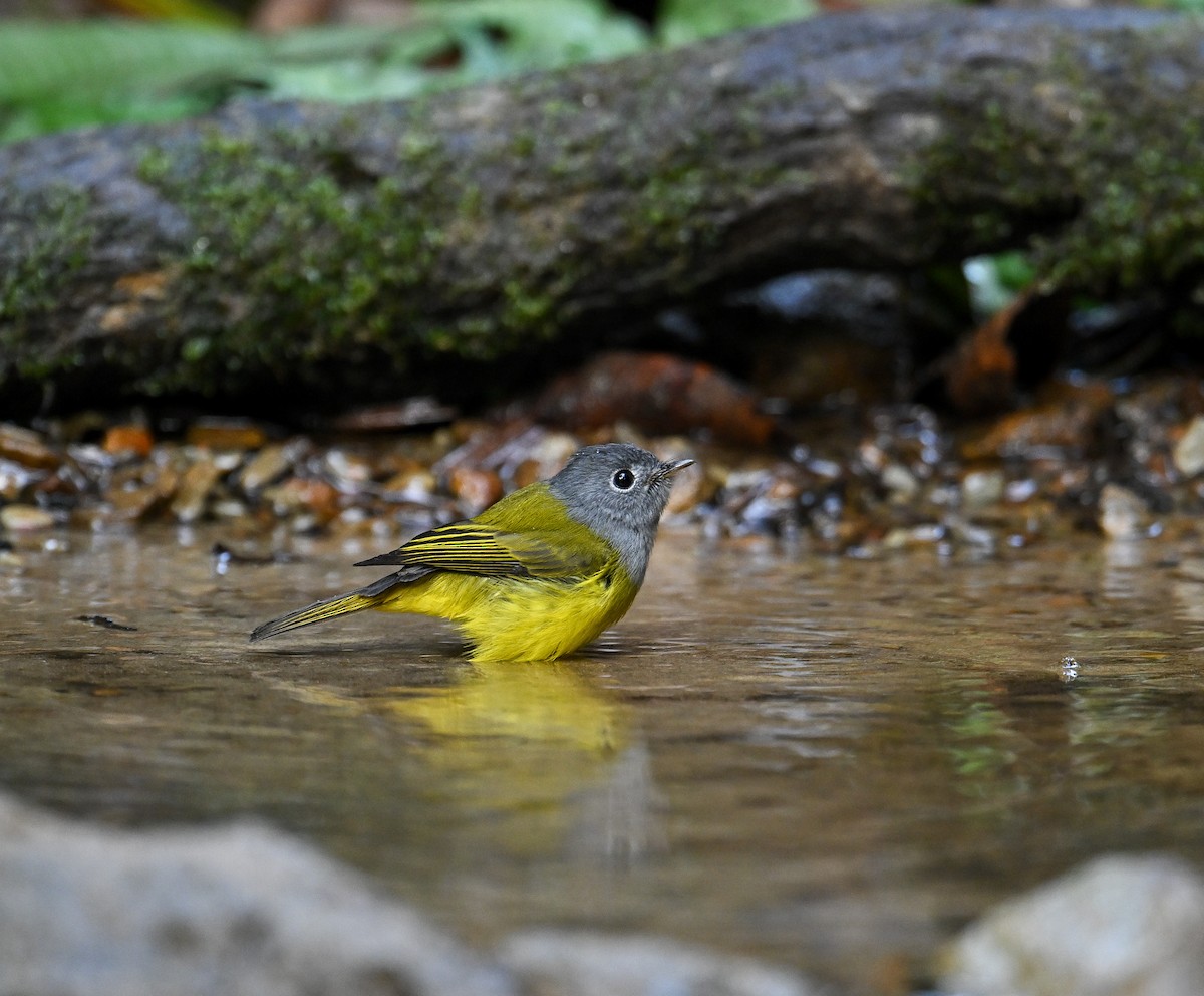 Gray-headed Canary-Flycatcher - ML642147844