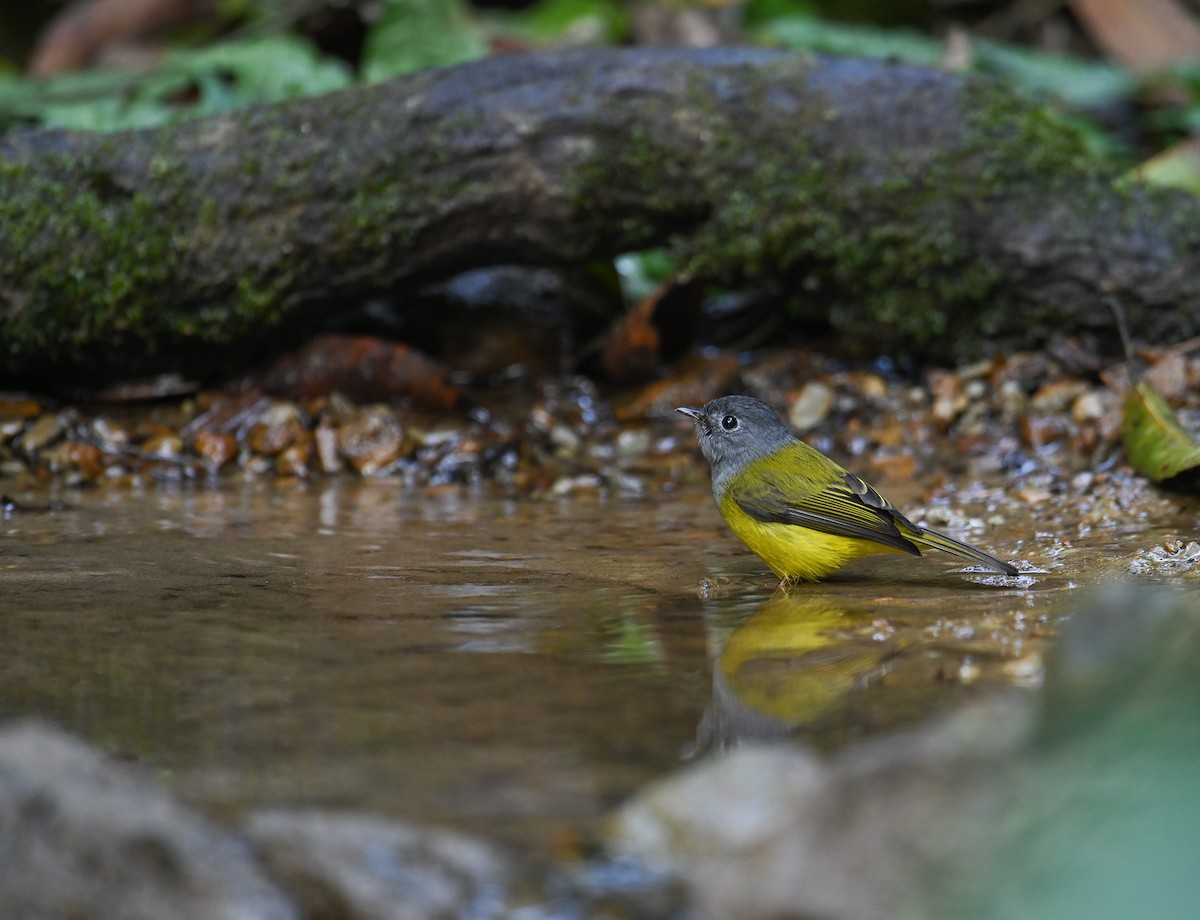 Gray-headed Canary-Flycatcher - ML642147845