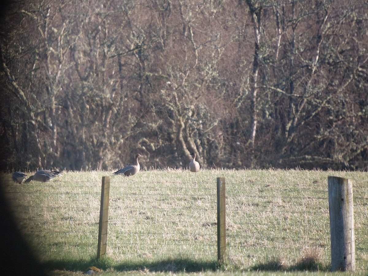 Pink-footed Goose - ML642147846