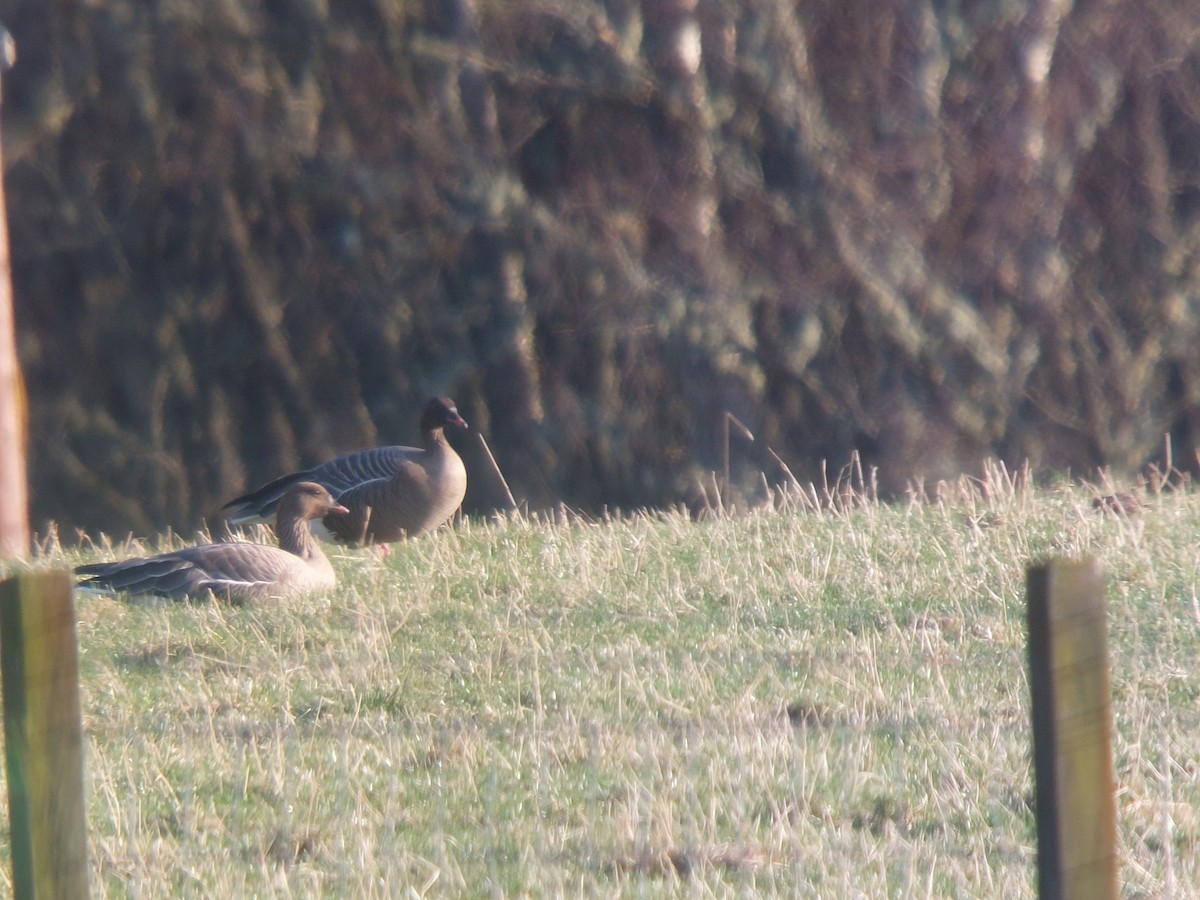 Pink-footed Goose - ML642147847