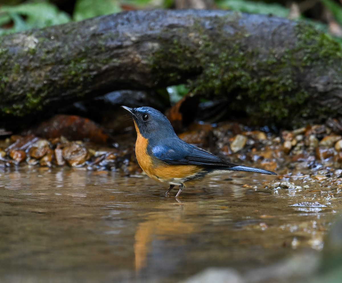 Hill Blue Flycatcher - ML642147851