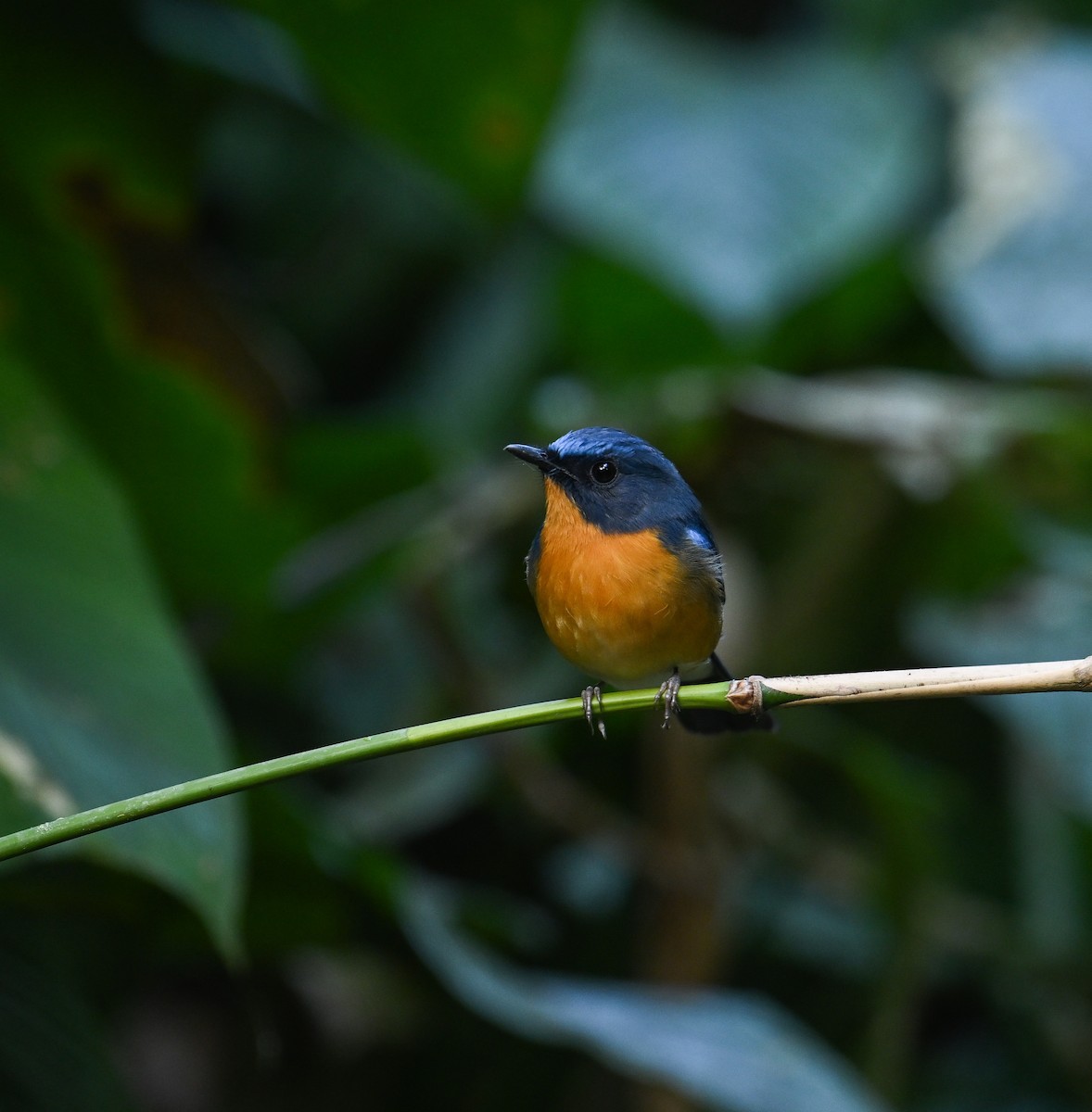 Hill Blue Flycatcher - ML642147852