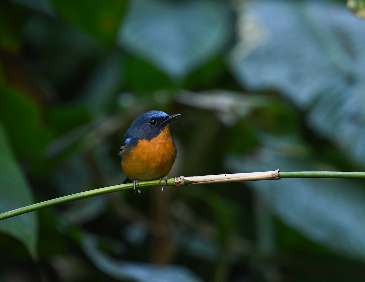 Hill Blue Flycatcher - ML642147853