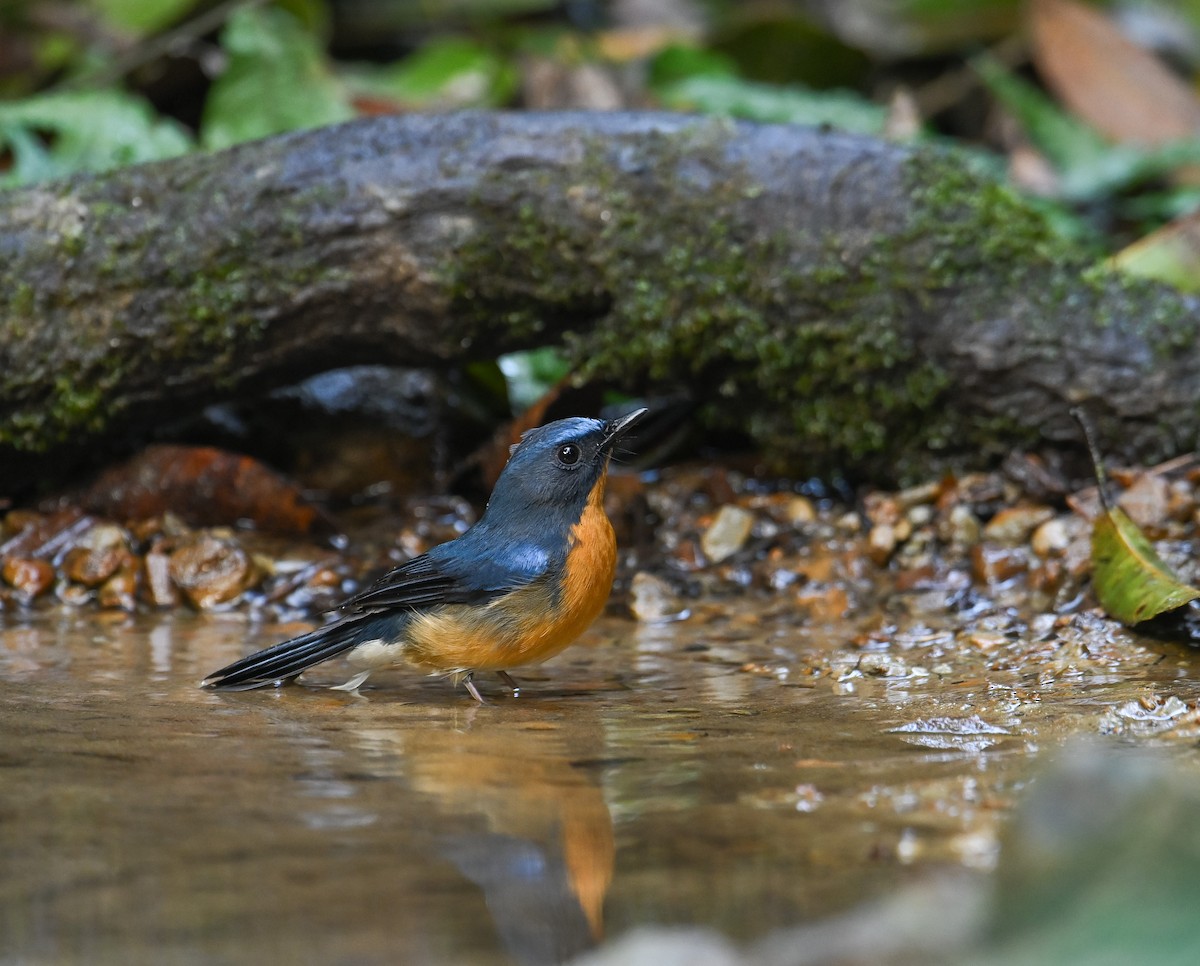 Hill Blue Flycatcher - ML642147854
