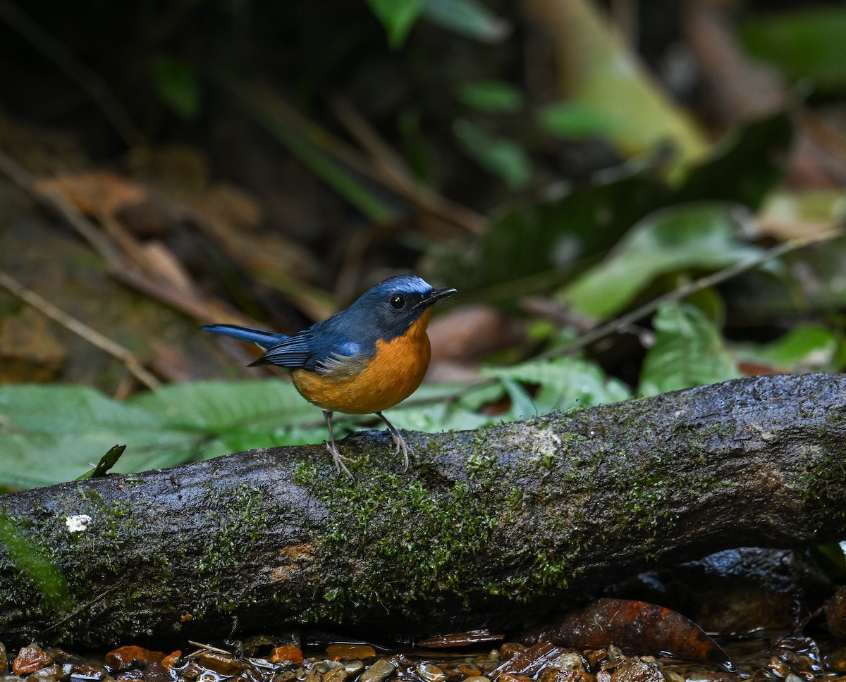 Hill Blue Flycatcher - ML642147855