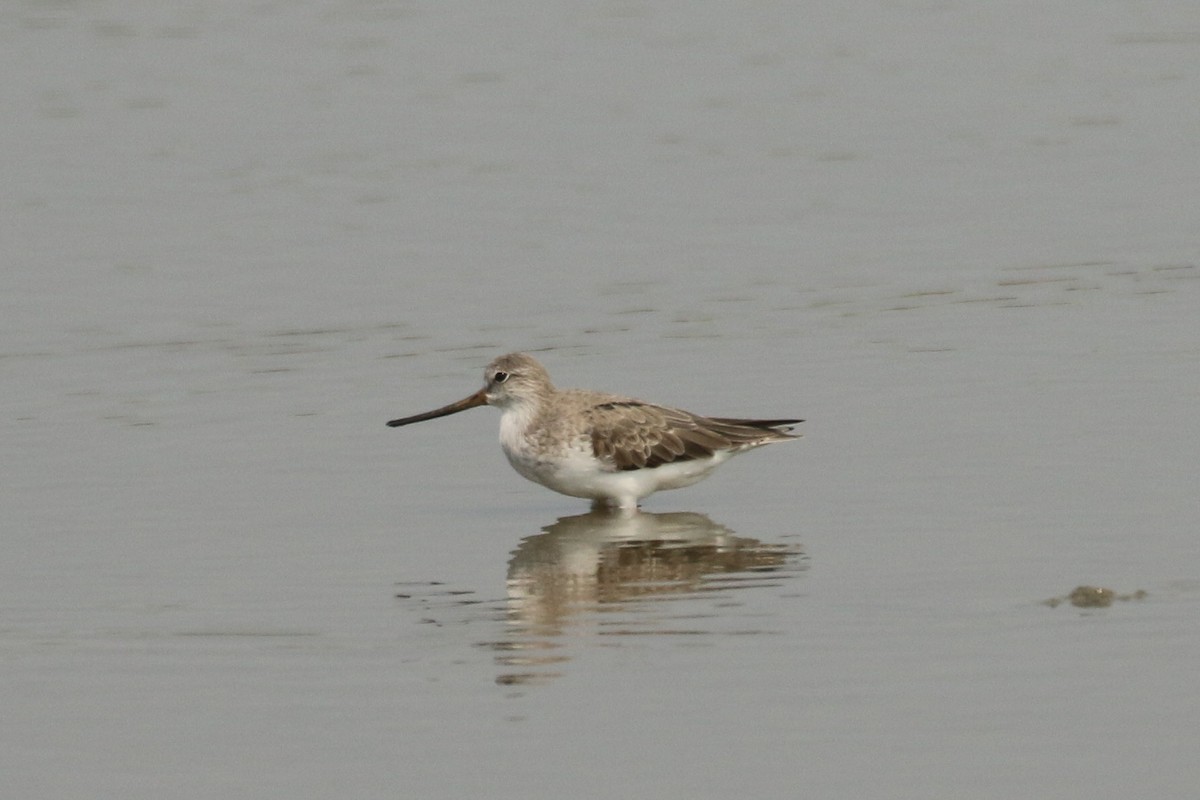 sakhalinsnipe - ML642147859