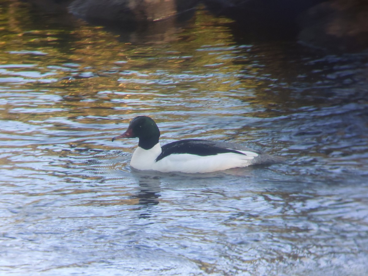 Common Merganser - ML642147864