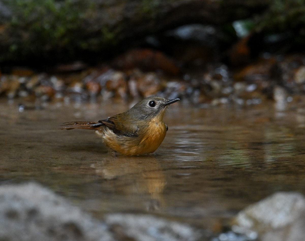 Pale-chinned Flycatcher - ML642147866