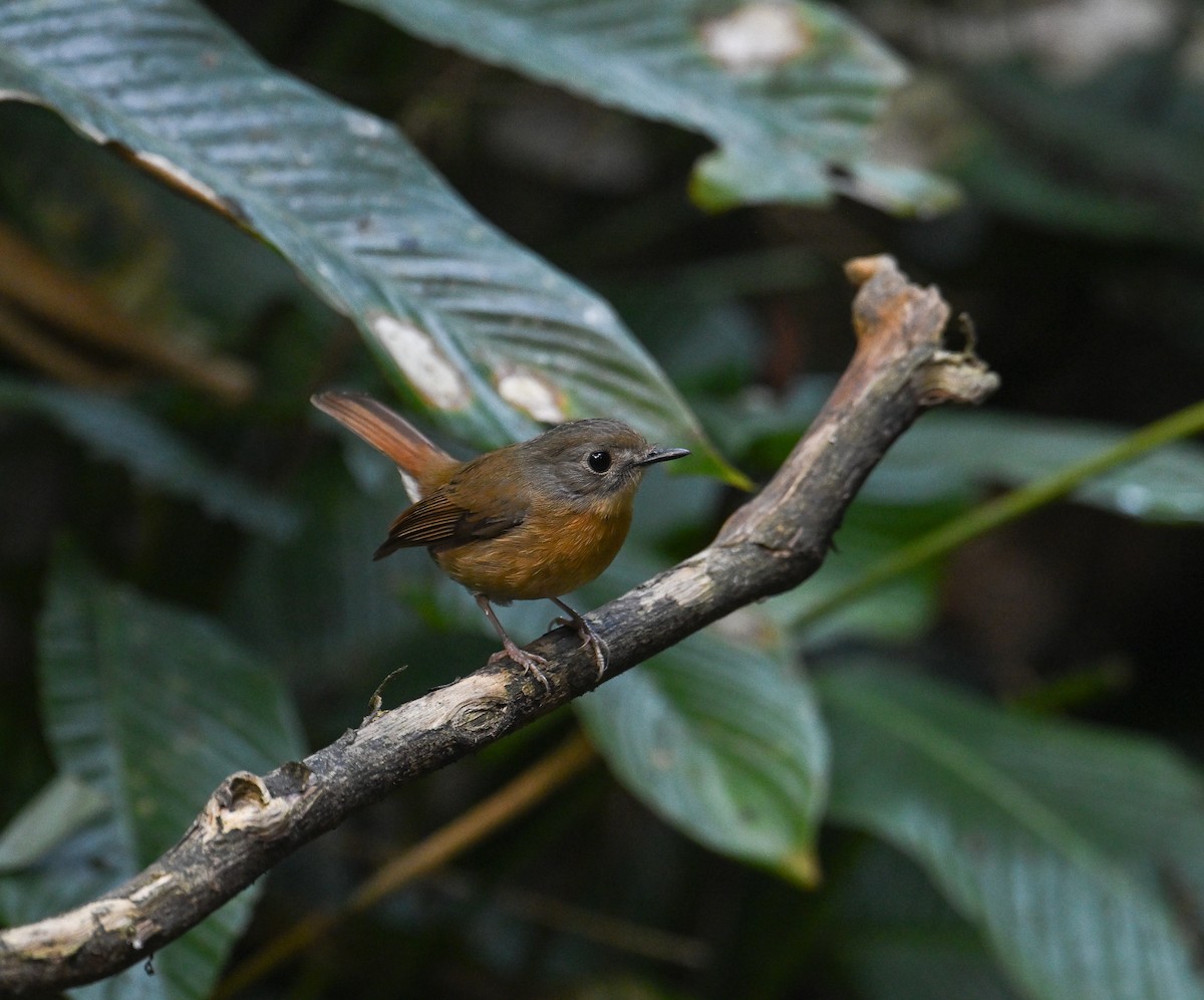 Pale-chinned Flycatcher - ML642147867