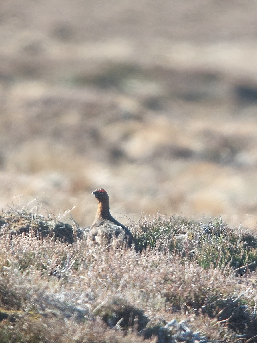 Red Grouse - ML642147881