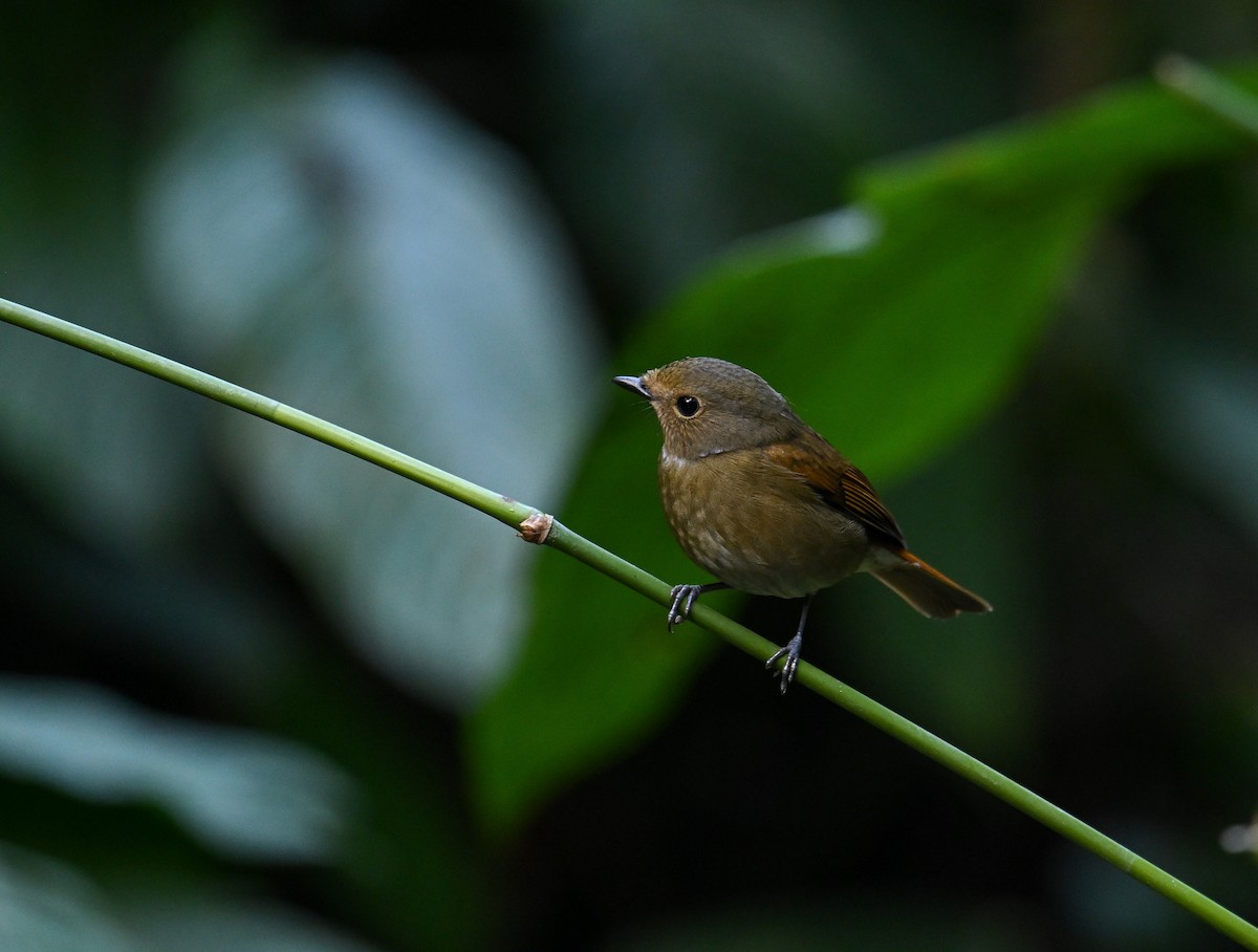 Rufous-bellied Niltava - ML642147883
