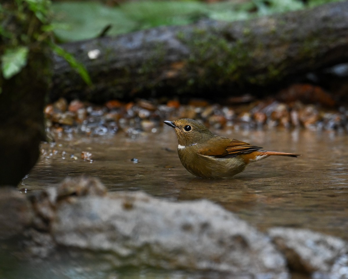 Rufous-bellied Niltava - ML642147884