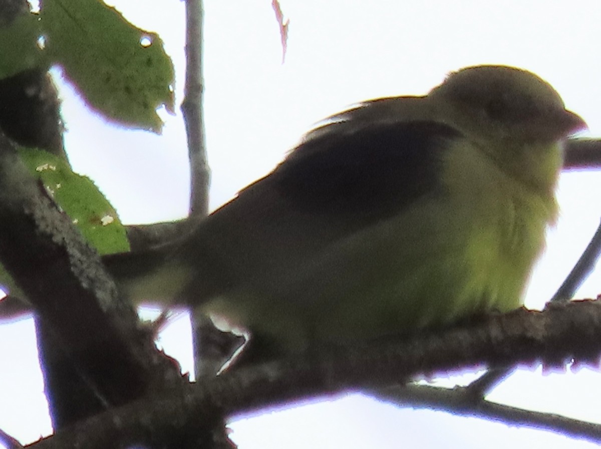 Scarlet Tanager - ML642147885