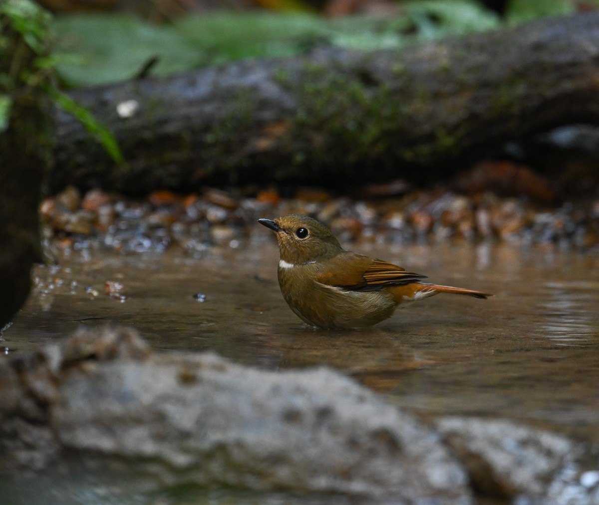 Rufous-bellied Niltava - ML642147886