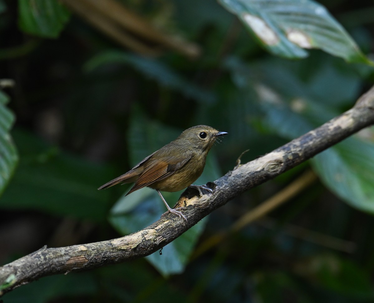 Snowy-browed Flycatcher - ML642147888