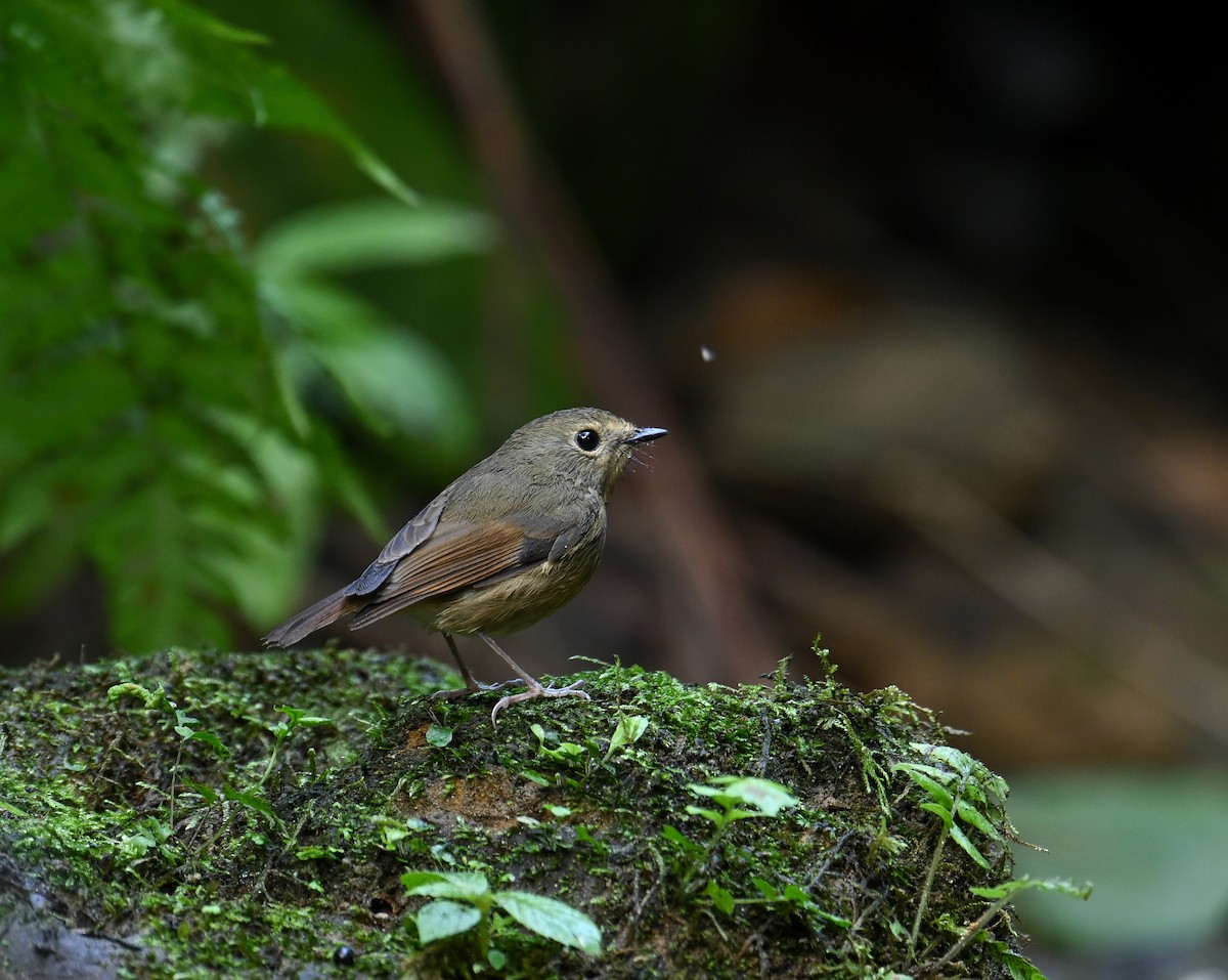 Snowy-browed Flycatcher - ML642147889