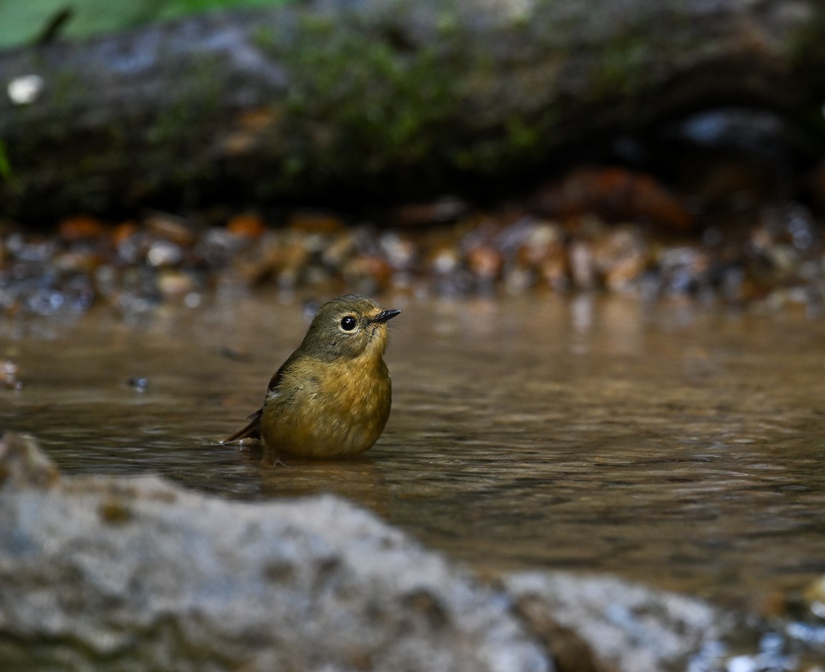 Snowy-browed Flycatcher - ML642147890