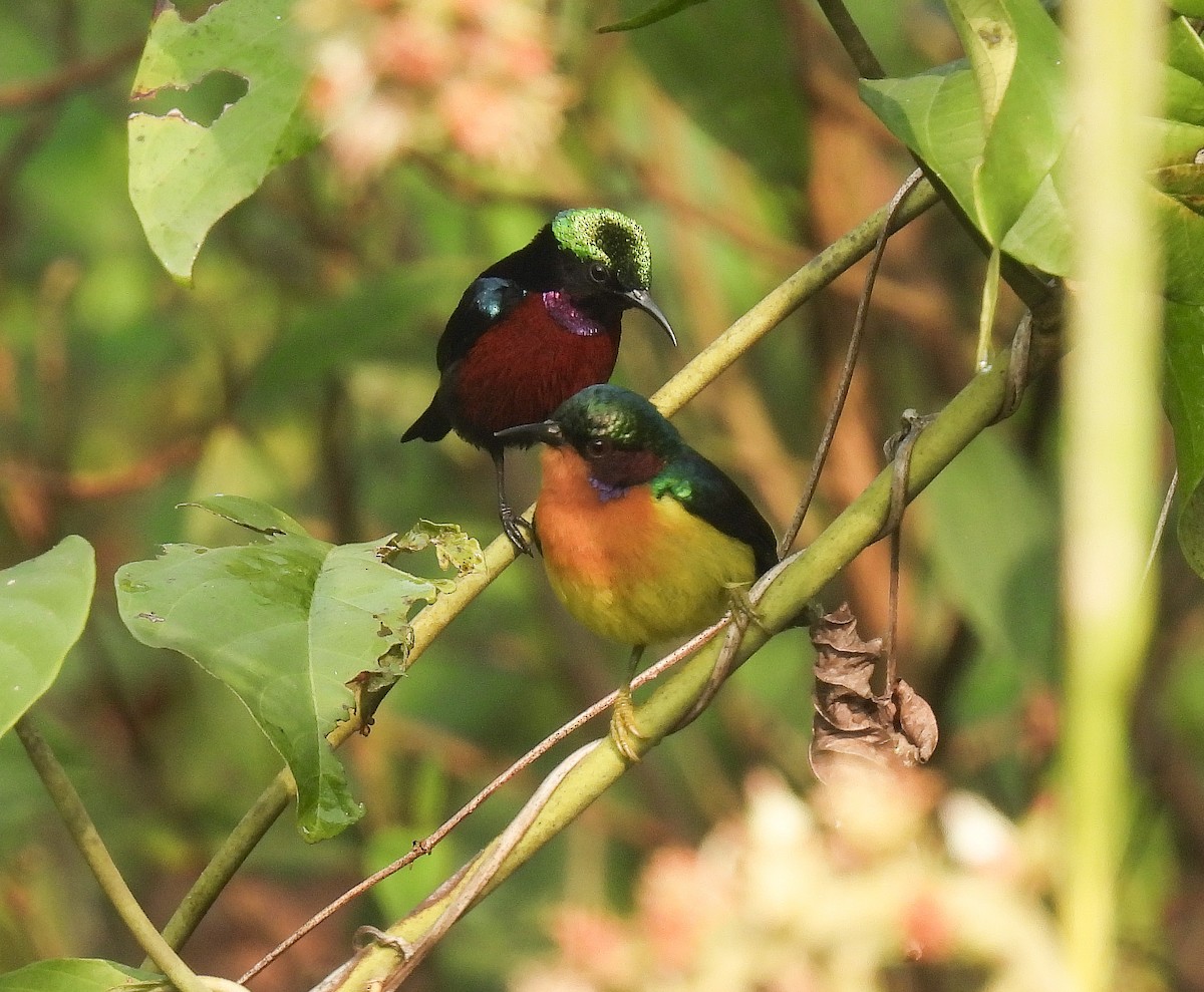 Ruby-cheeked Sunbird - ML642147897