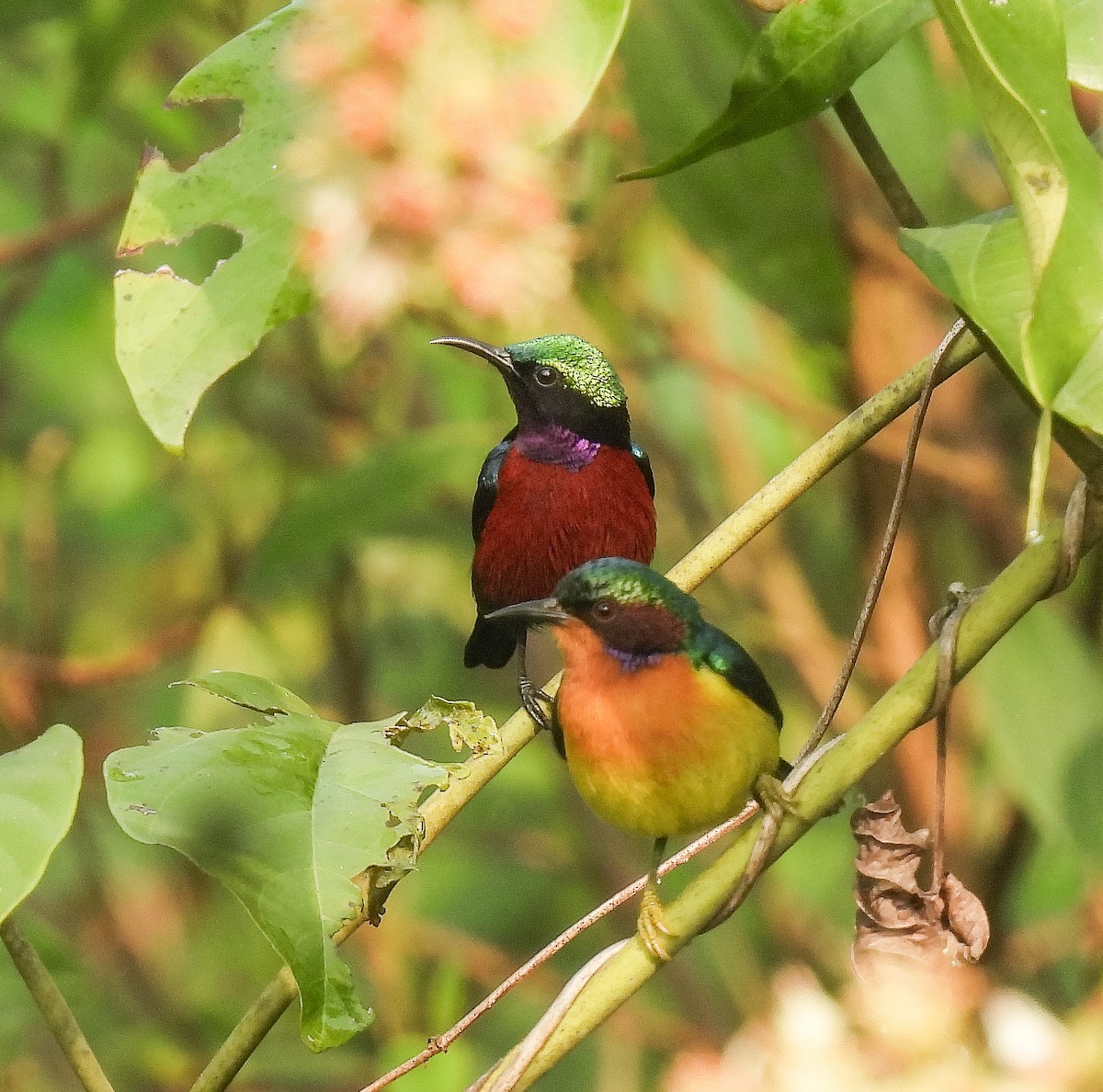 Ruby-cheeked Sunbird - ML642147898