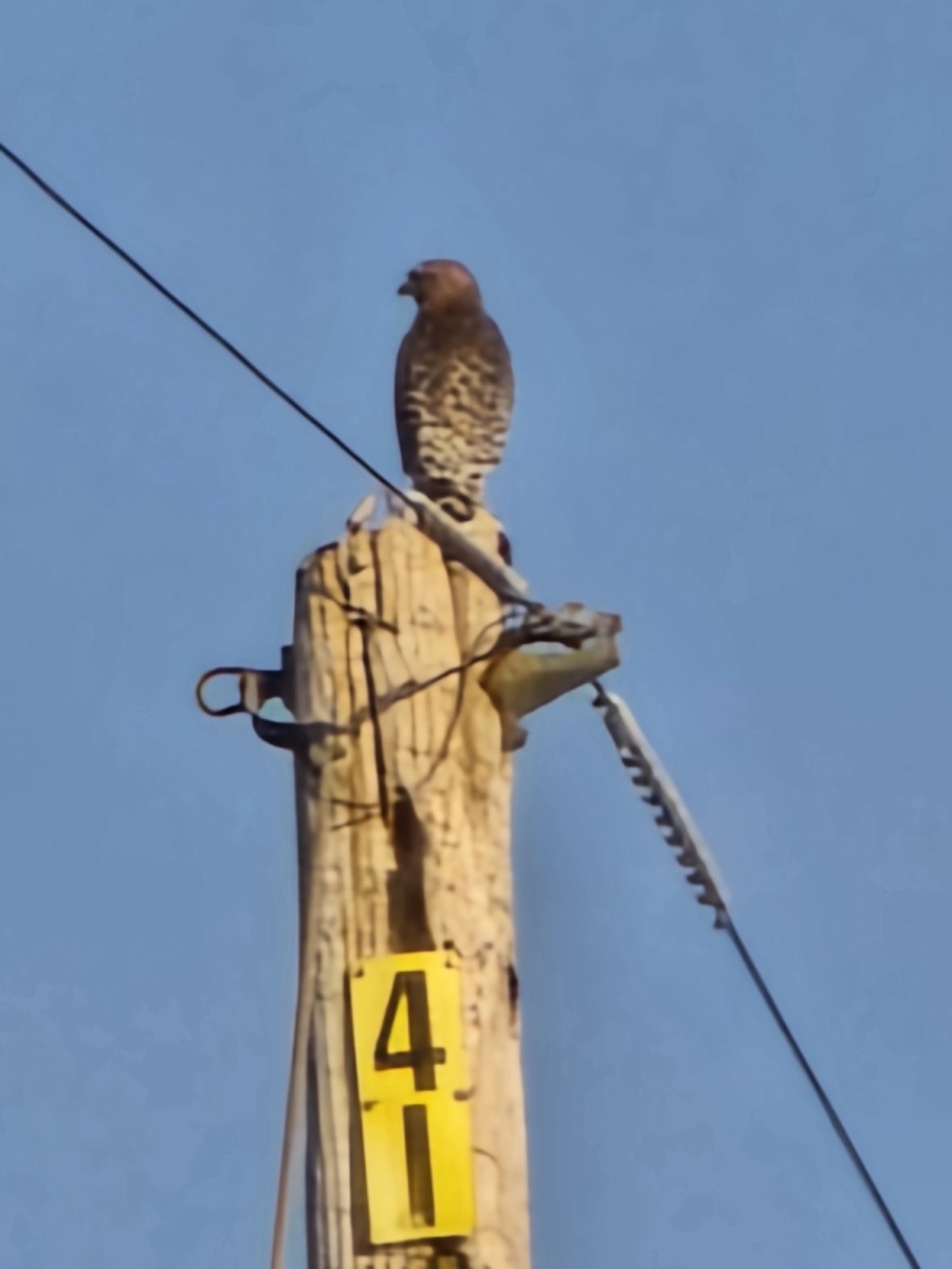 Red-shouldered Hawk - ML642147899