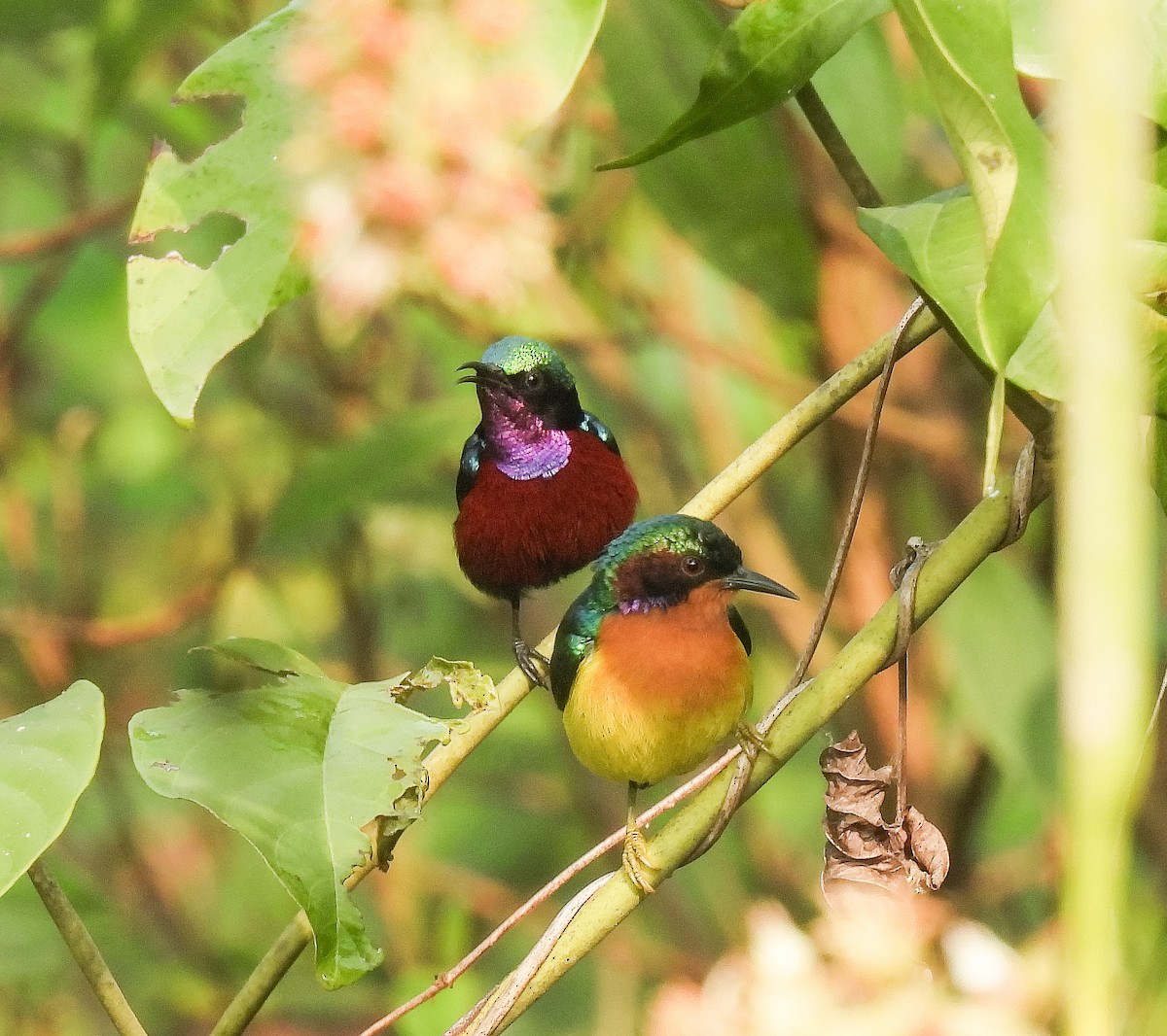 strdimil purpurovohrdlý - ML642147901