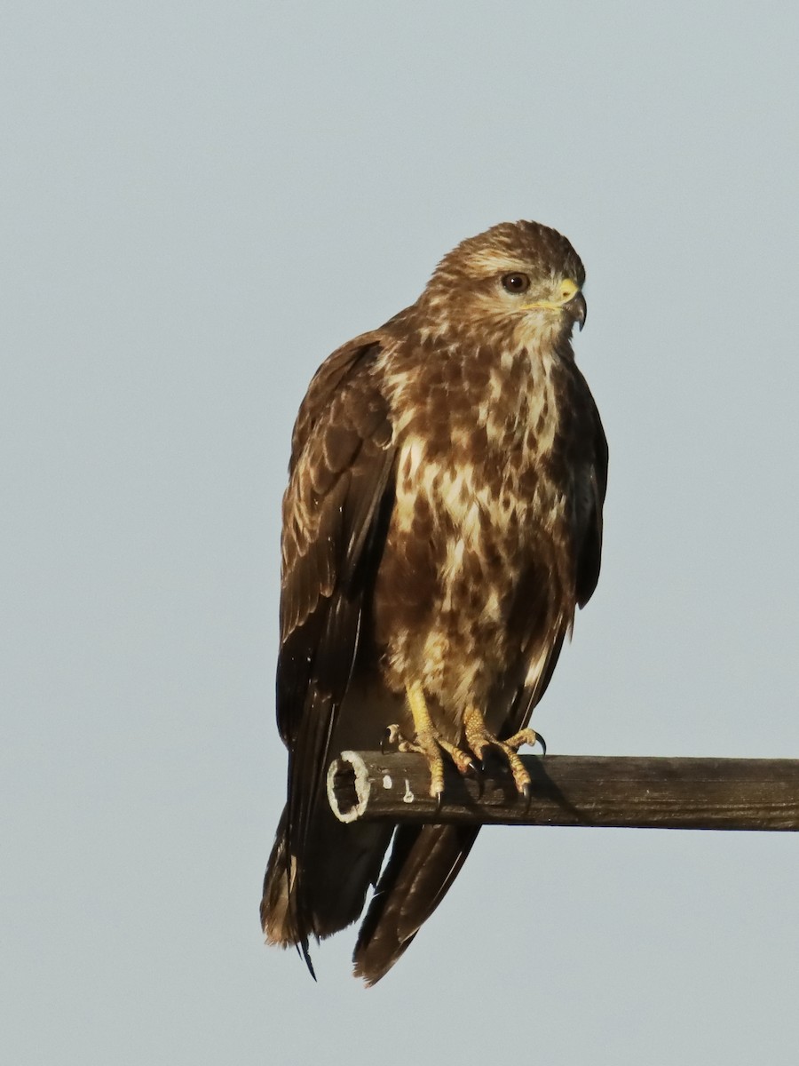 Common Buzzard - ML642147904