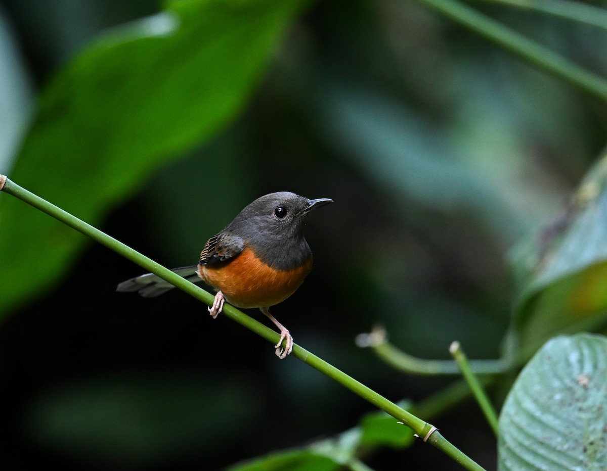 White-rumped Shama - ML642147906