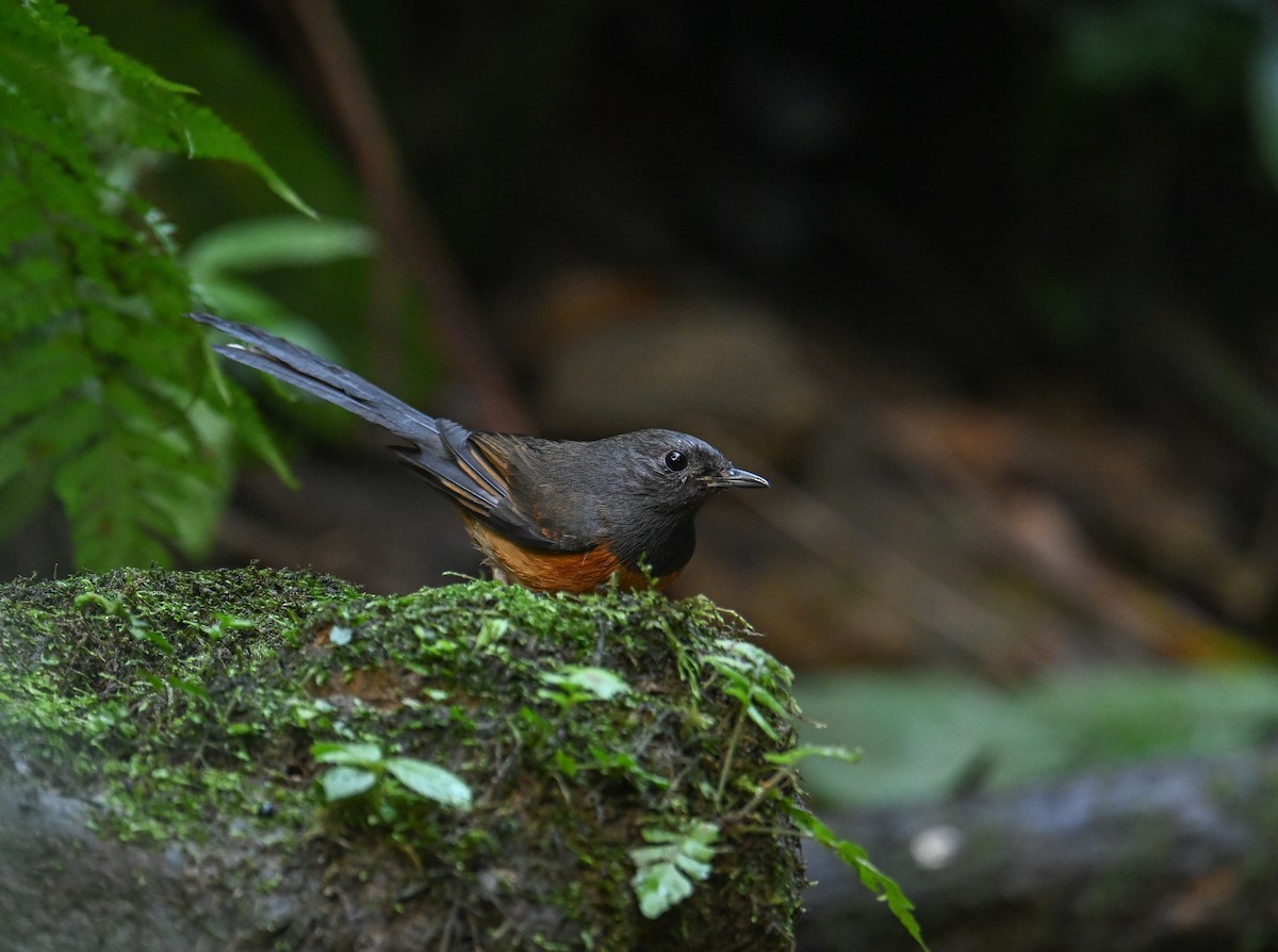 White-rumped Shama - ML642147908