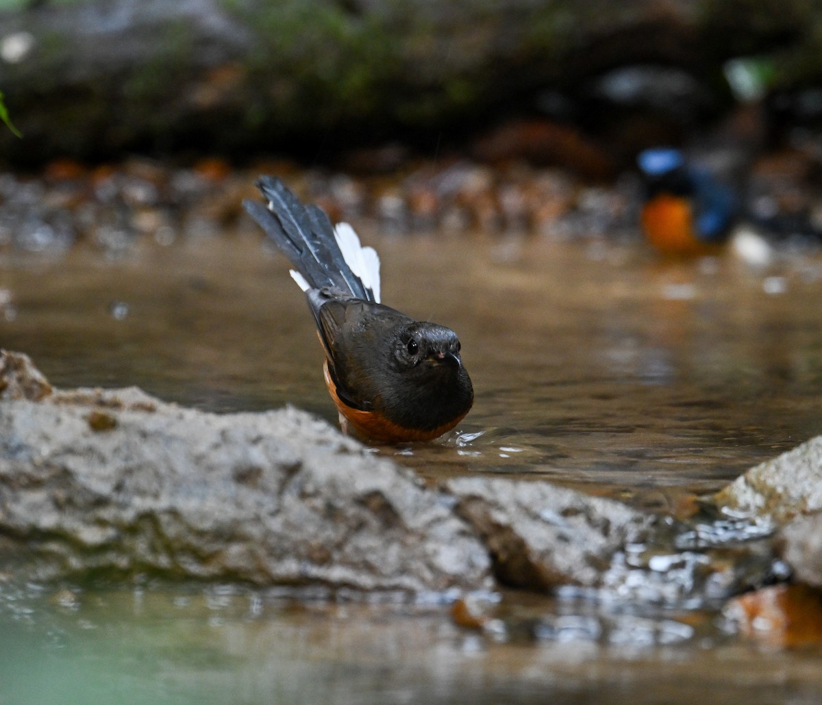 White-rumped Shama - ML642147909
