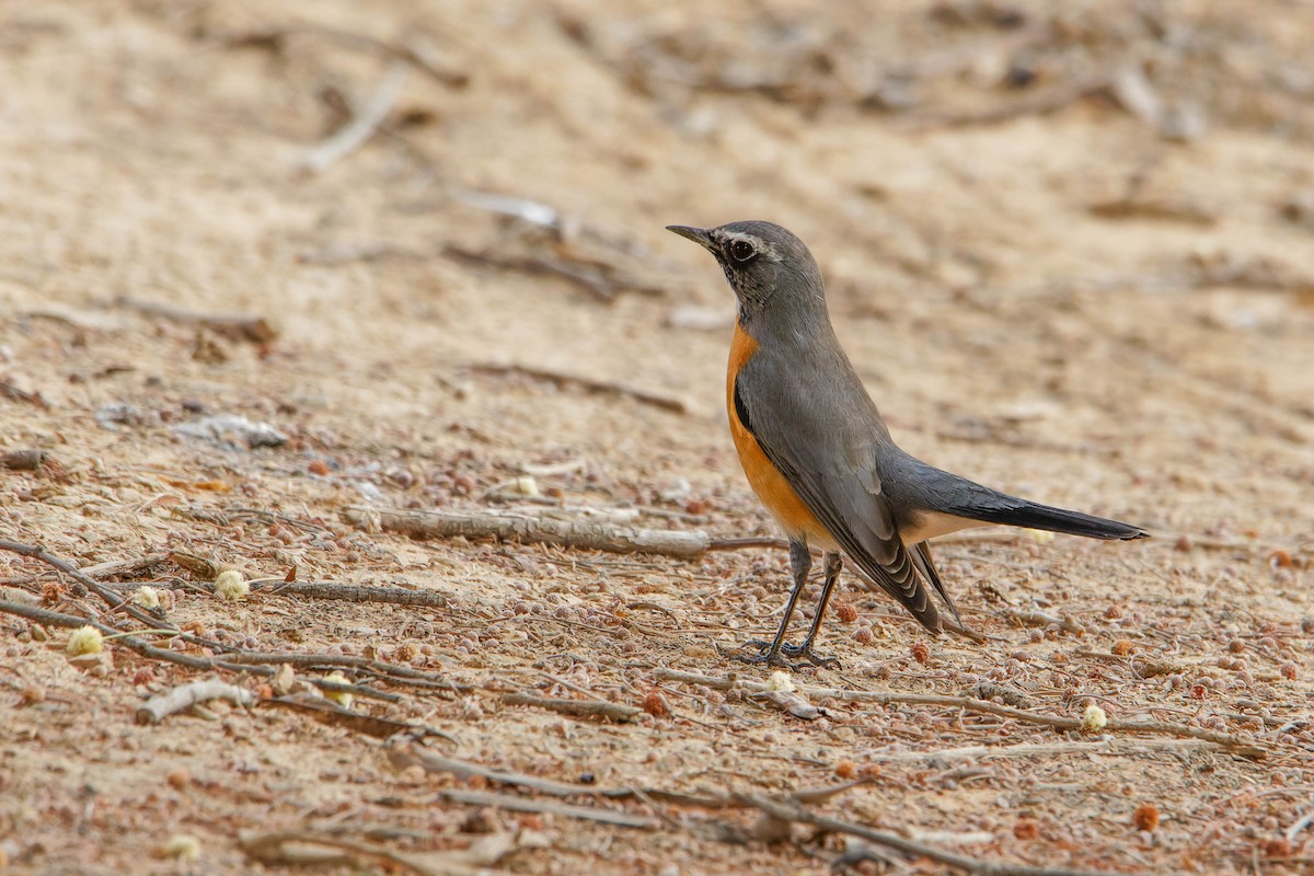White-throated Robin - ML642147926