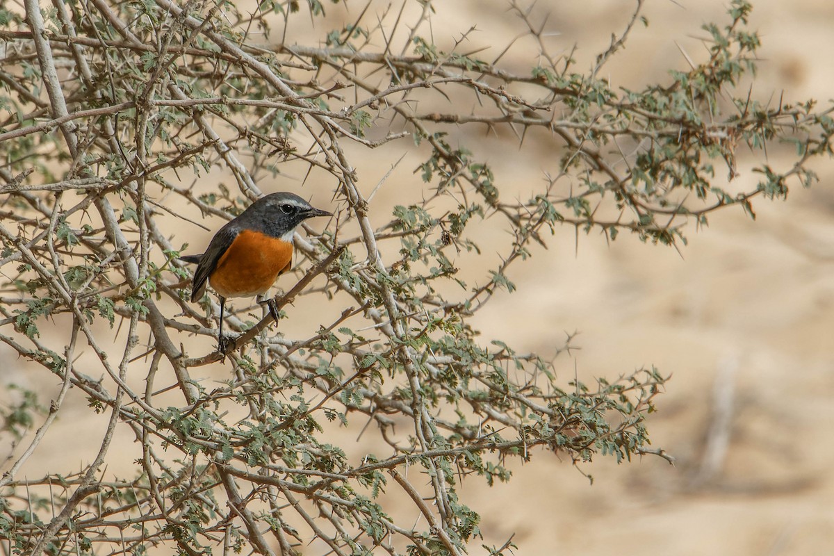 White-throated Robin - ML642147927