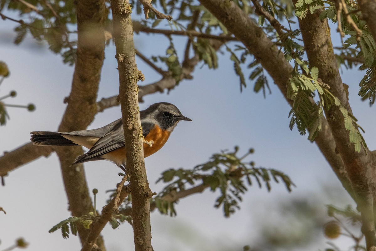 White-throated Robin - ML642147928
