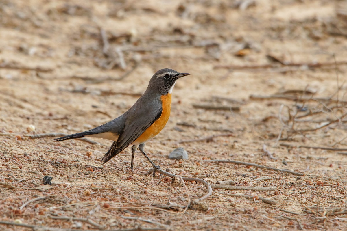 White-throated Robin - ML642147929