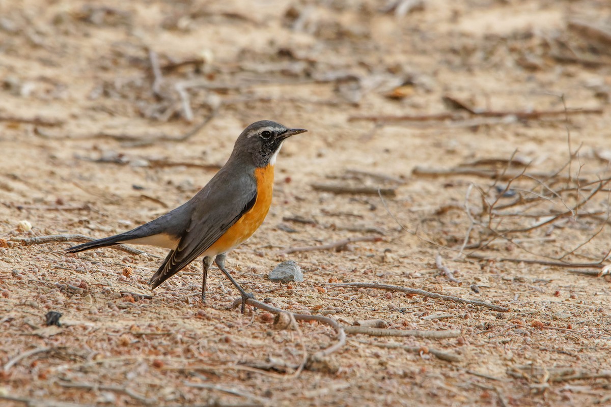 White-throated Robin - ML642147930
