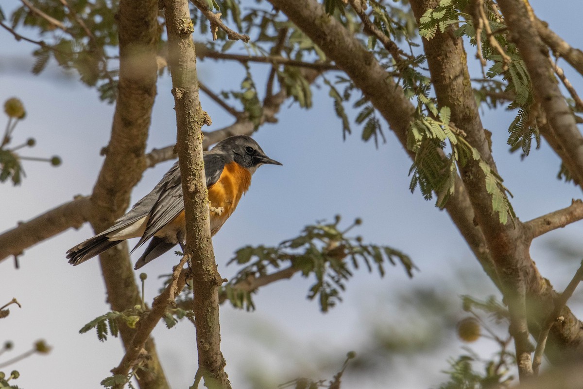 White-throated Robin - ML642147931