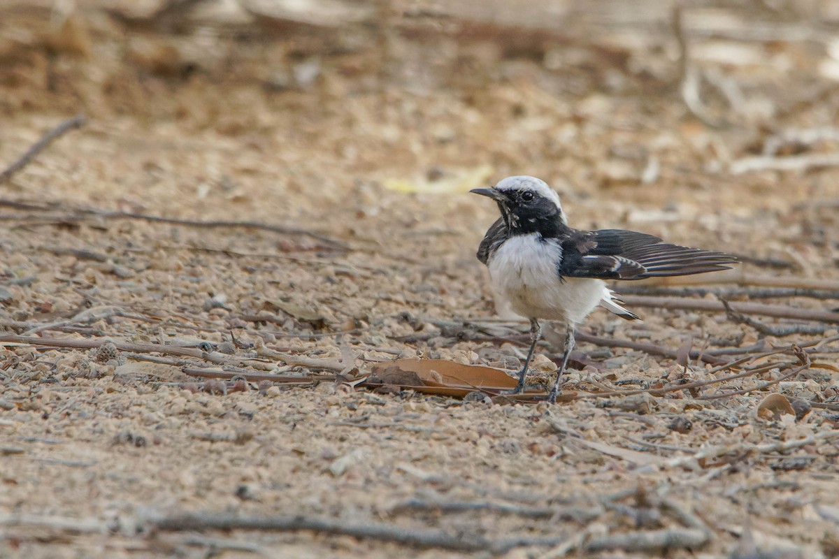 Mourning Wheatear - ML642147933