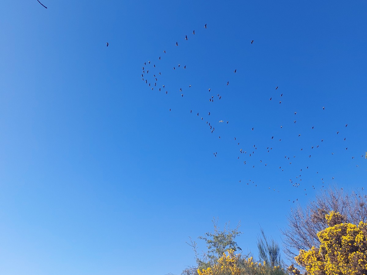 Pink-footed Goose - ML642147942