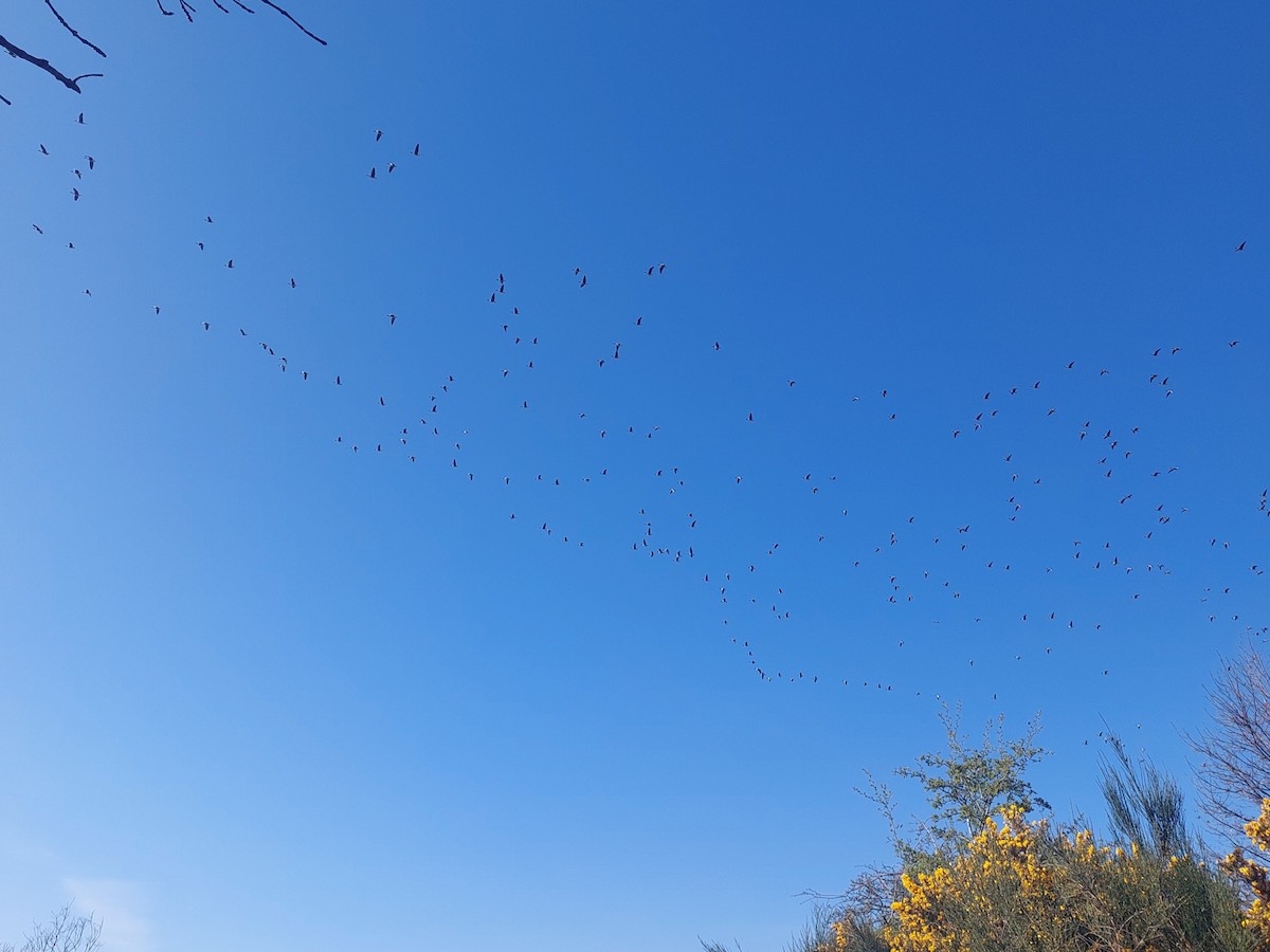 Pink-footed Goose - ML642147943