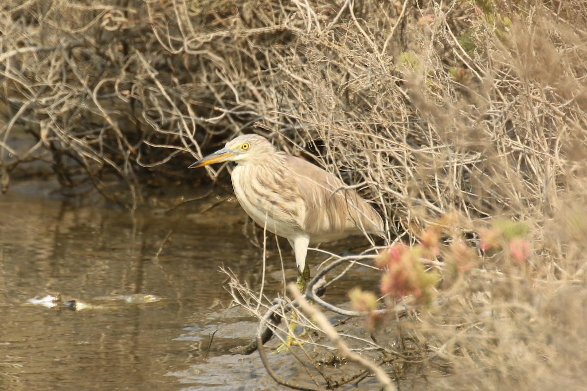 Javan Pond-Heron - ML642147944