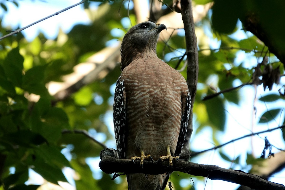 Red-shouldered Hawk - ML642147948
