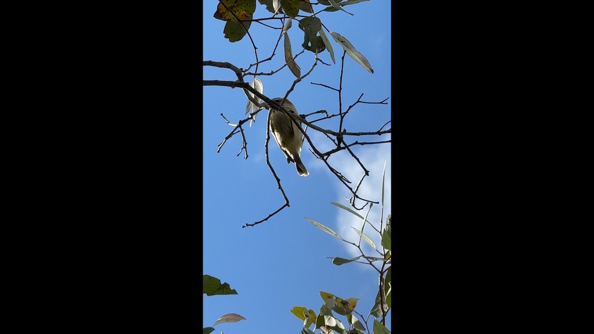 Striated Thornbill - ML642147956