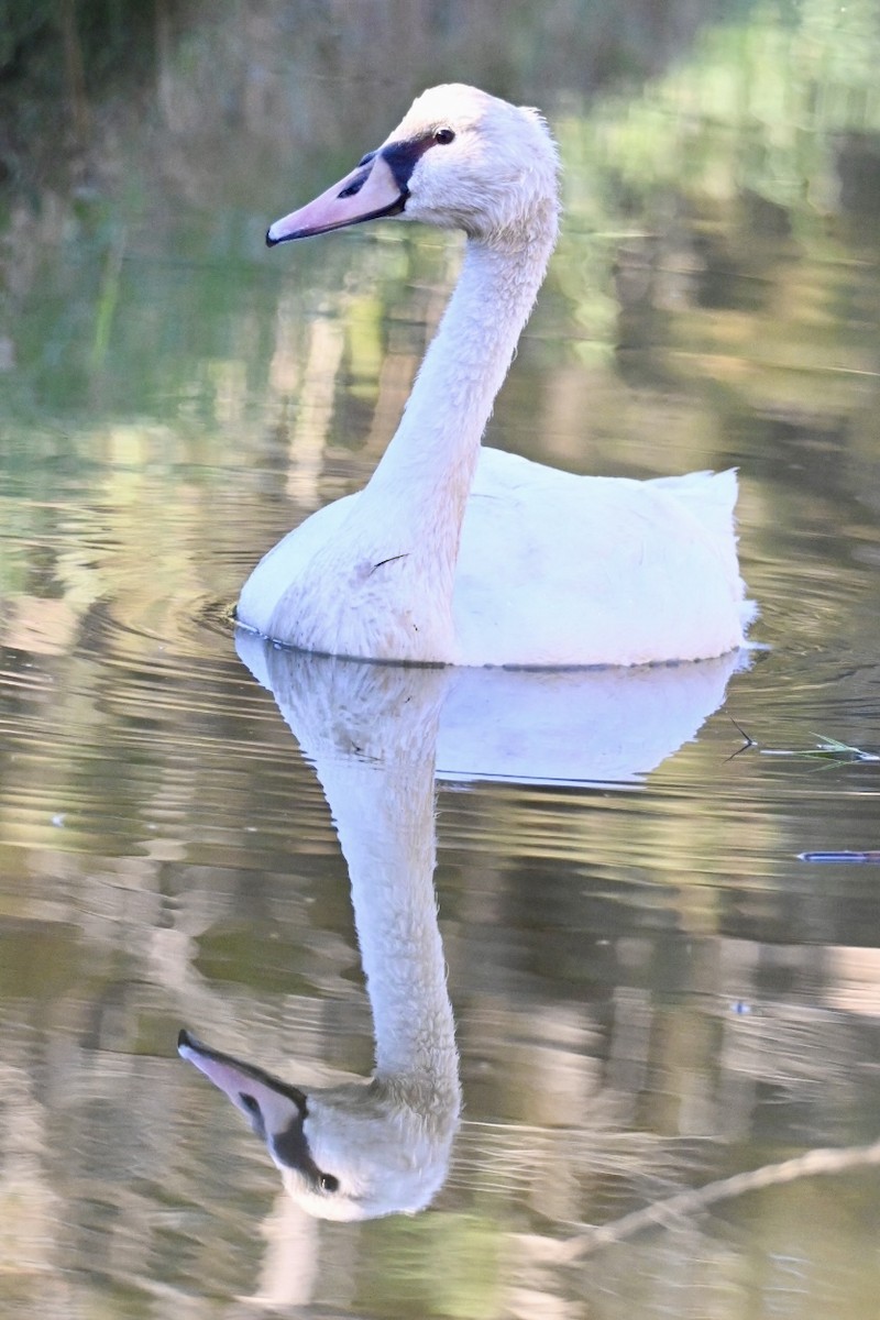 Mute Swan - ML642147971