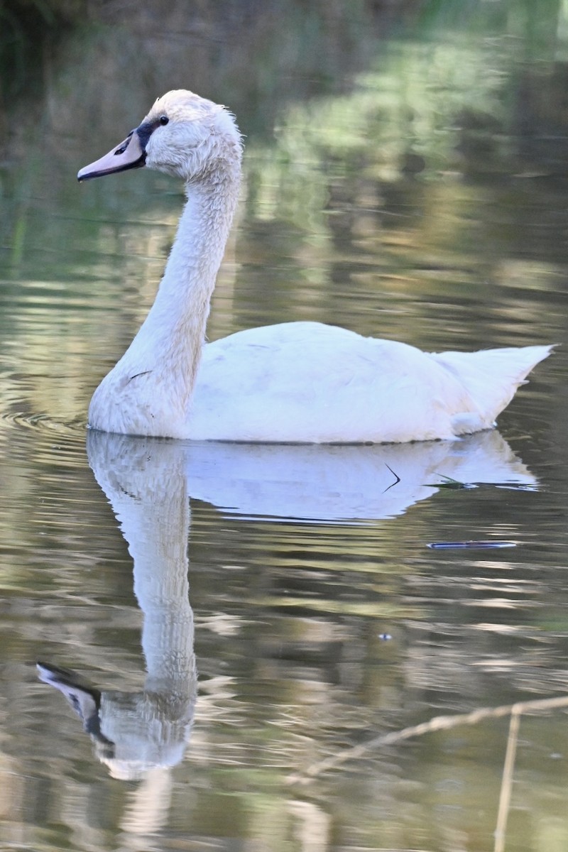 Mute Swan - ML642147972