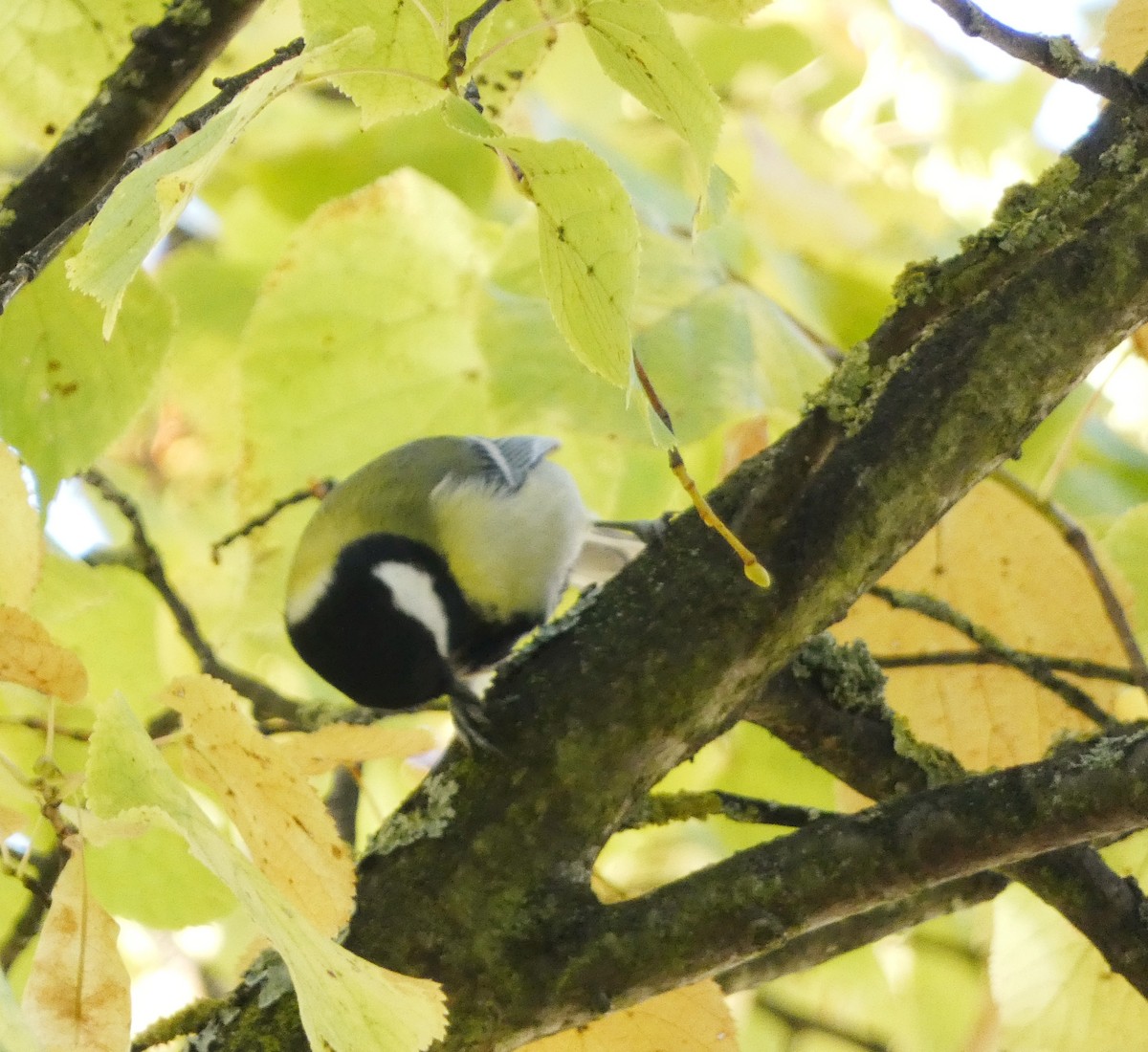 Great Tit - Darrell Hance
