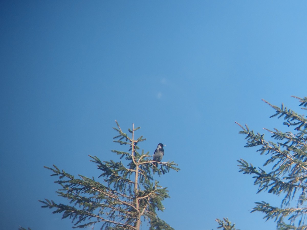 Hooded Crow - ML642148002