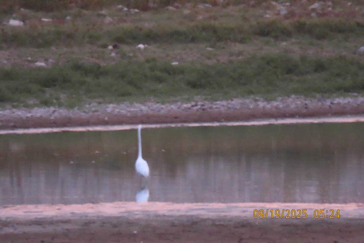 Great Egret - ML642148022