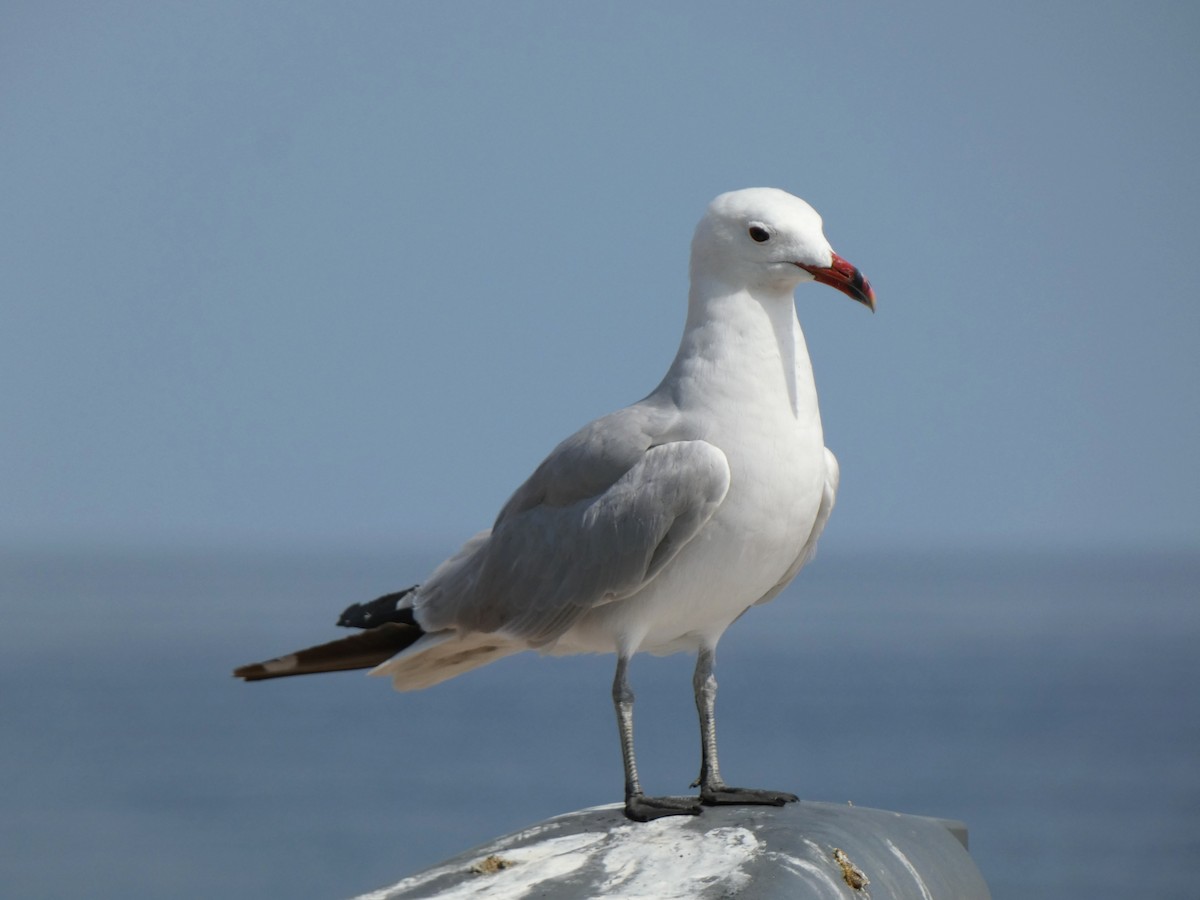 Audouin's Gull - ML642148027