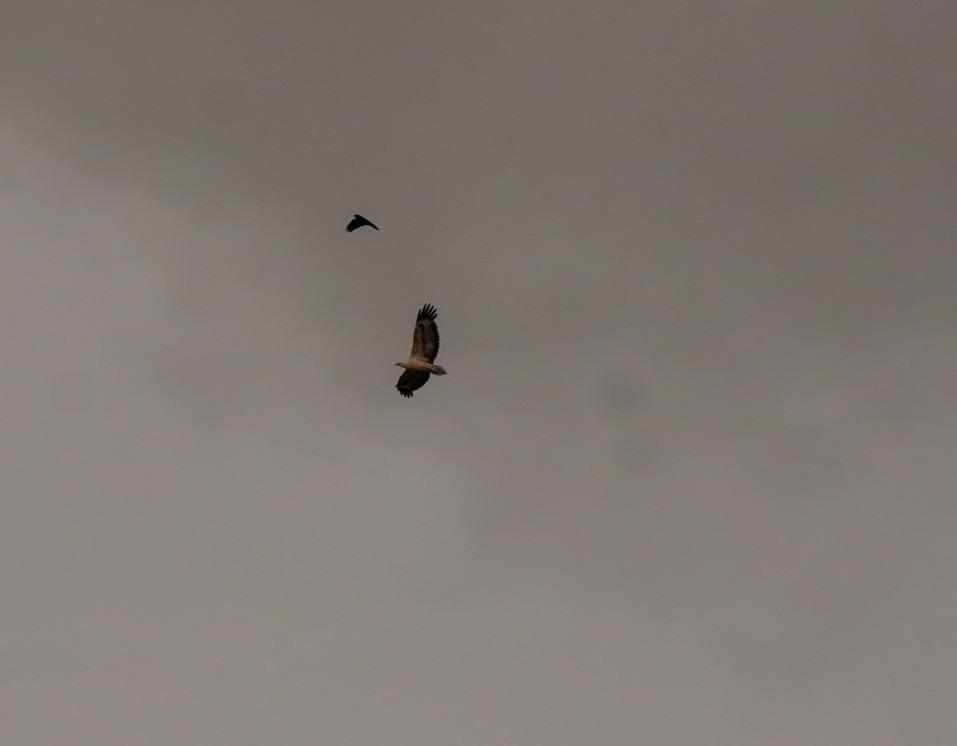 White-bellied Sea-Eagle - ML642148034