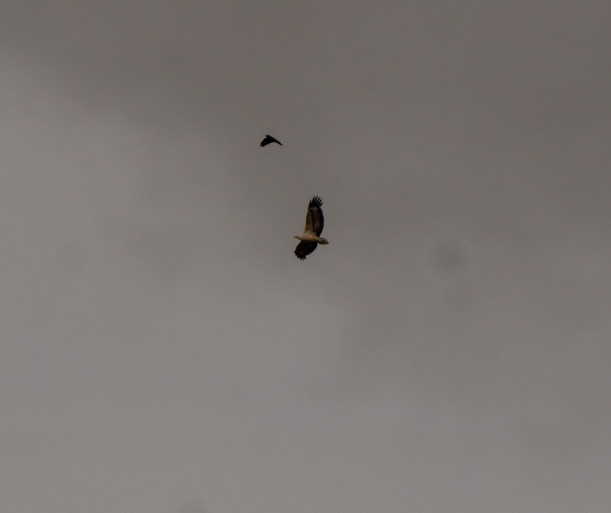 White-bellied Sea-Eagle - ML642148035