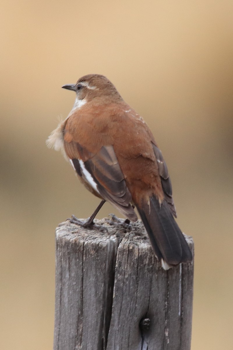 White-winged Cinclodes - ML642148037